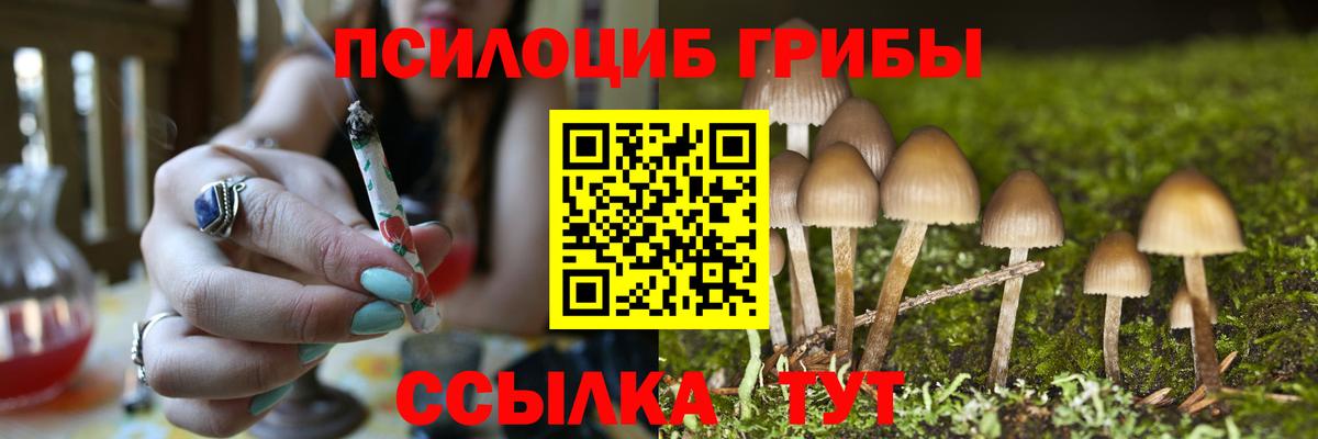 Галлюциногенные грибы Psilocybine cubensis Шатура